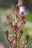 Asphodelus ramosus. Верхушка соцветия. Израиль, национальный парк \"Бейт Гуврин\", луг. 17.02.2020.
