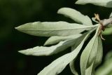 Pyrus salicifolia