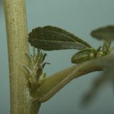 Amaranthus albus