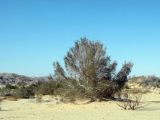 Haloxylon persicum. Взрослое растение. Израиль, долина Арава, песчаная пустыня, в окрестностях пос. Яэль. 25.04.2011.