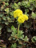 Eriogonum umbellatum. Цветущее растение. США, Калифорния, Санта-Барбара, ботанический сад. 27.02.2017.
