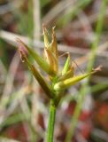 Carex pauciflora