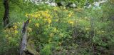 Rhododendron luteum. Цветущее растение. Абхазия, Гагрский р-н, окр. с. Лдзаа, широколиственный лес. 11.04.2024.