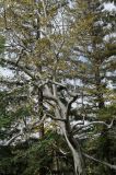 Platanus racemosa. Часть кроны взрослого дерева. США, Калифорния, Санта-Барбара, ботанический сад. 27.02.2017.