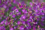 Astragalus tauricus