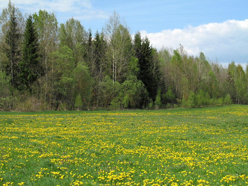 Старый Лес, изображение ландшафта.