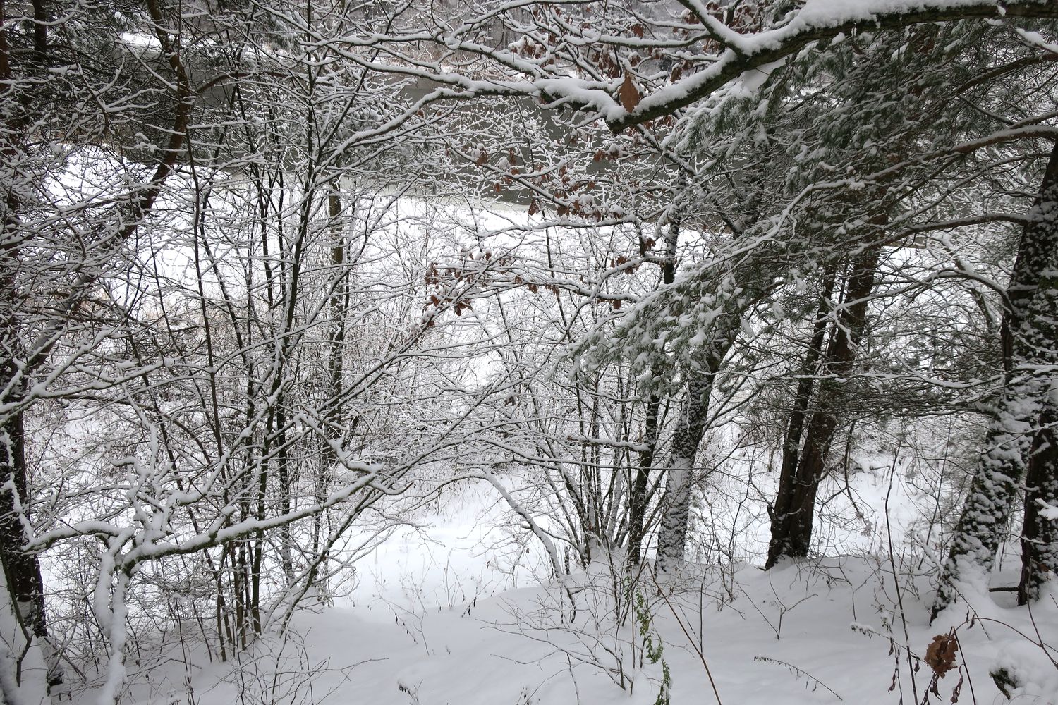 Лесопарк Пышки, image of landscape/habitat.