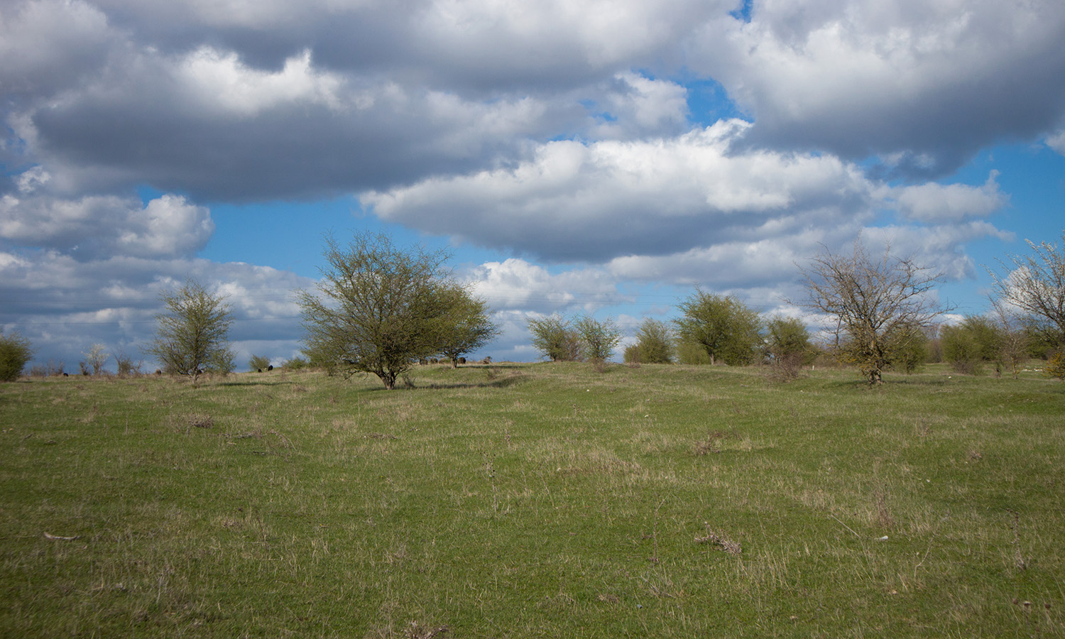 Заброшенные сады, image of landscape/habitat.