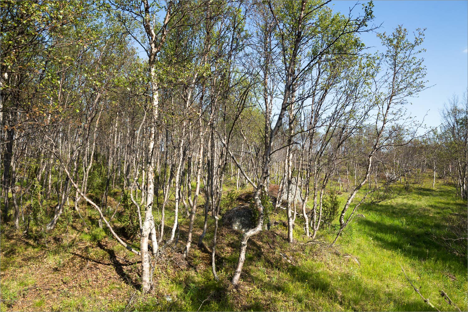 Озеро Тулпъявр, image of landscape/habitat.