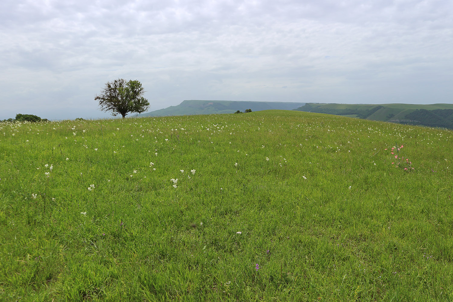 Окр. станицы Исправная, image of landscape/habitat.