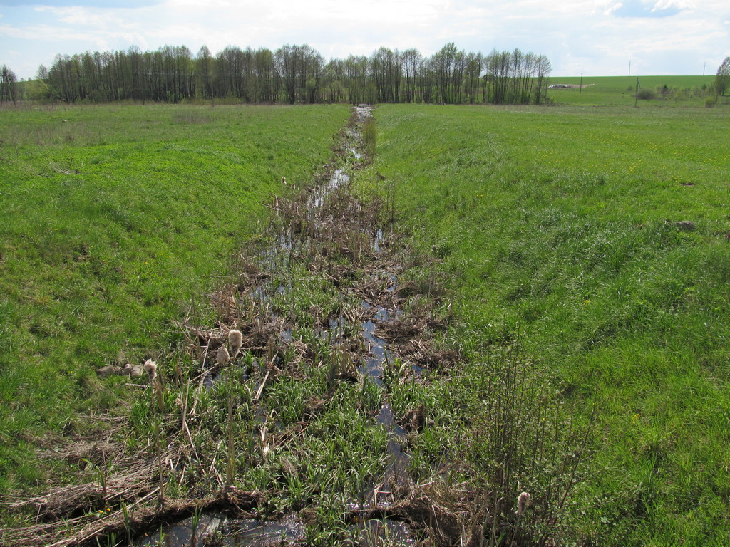 Старый Лес, изображение ландшафта.