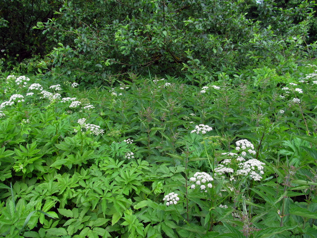 Городечно, image of landscape/habitat.