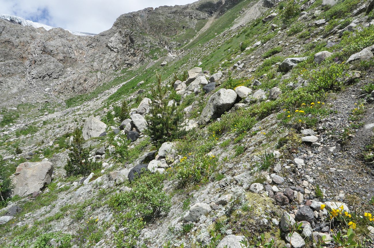 Долина реки Терскол, image of landscape/habitat.