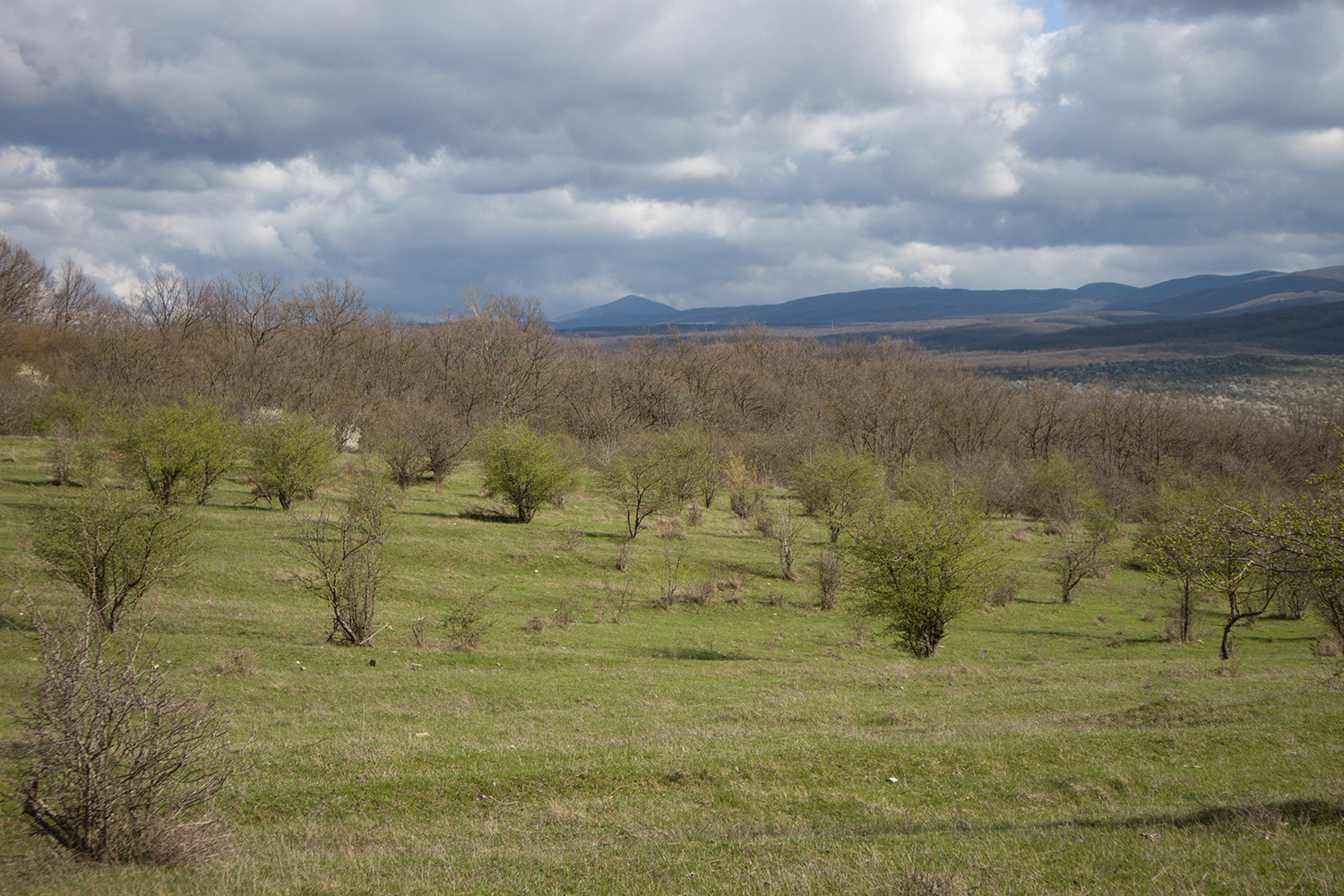 Заброшенные сады, image of landscape/habitat.