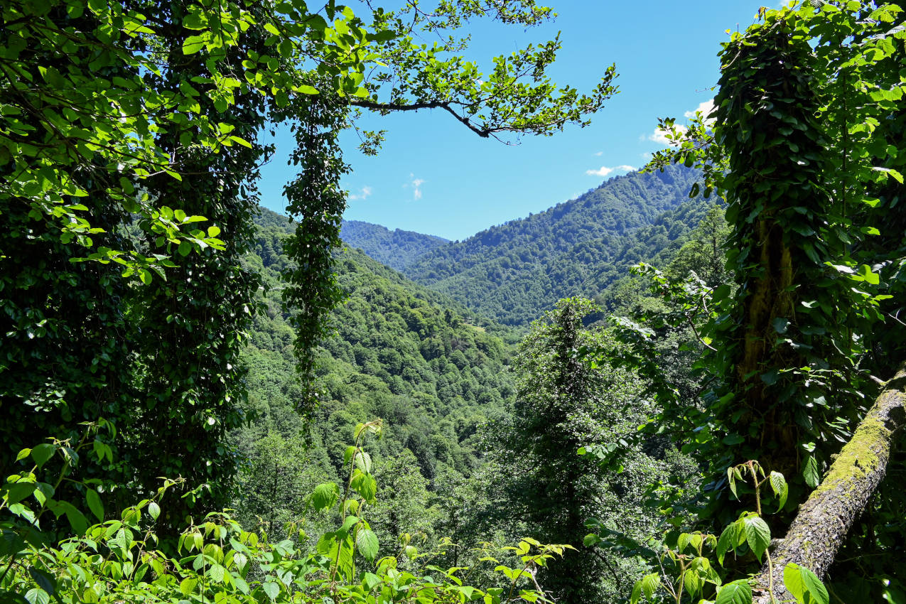 Национальный парк "Мтирала", изображение ландшафта.