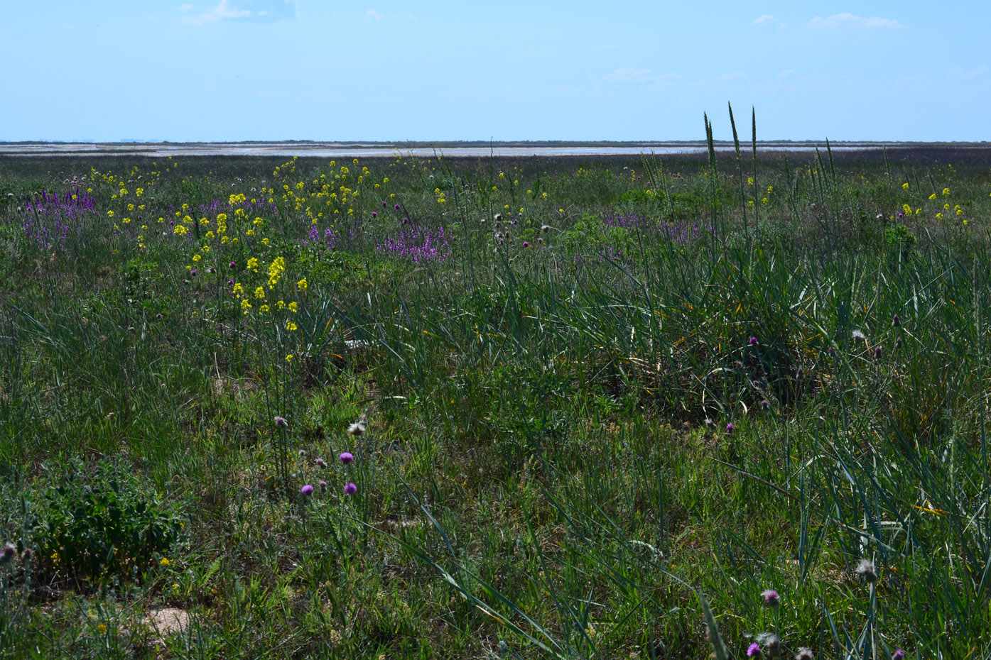 Арабатская стрелка, image of landscape/habitat.