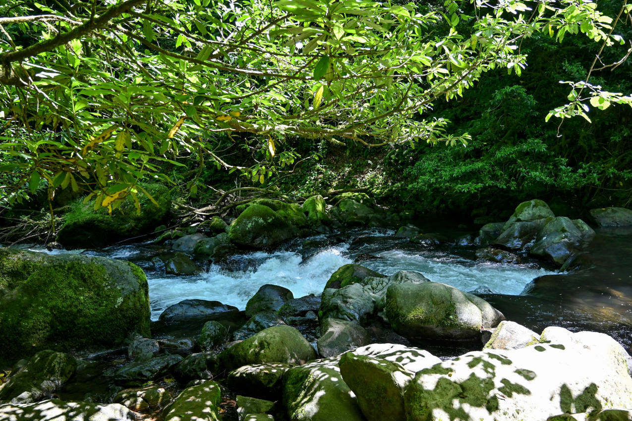 Национальный парк "Мтирала", image of landscape/habitat.