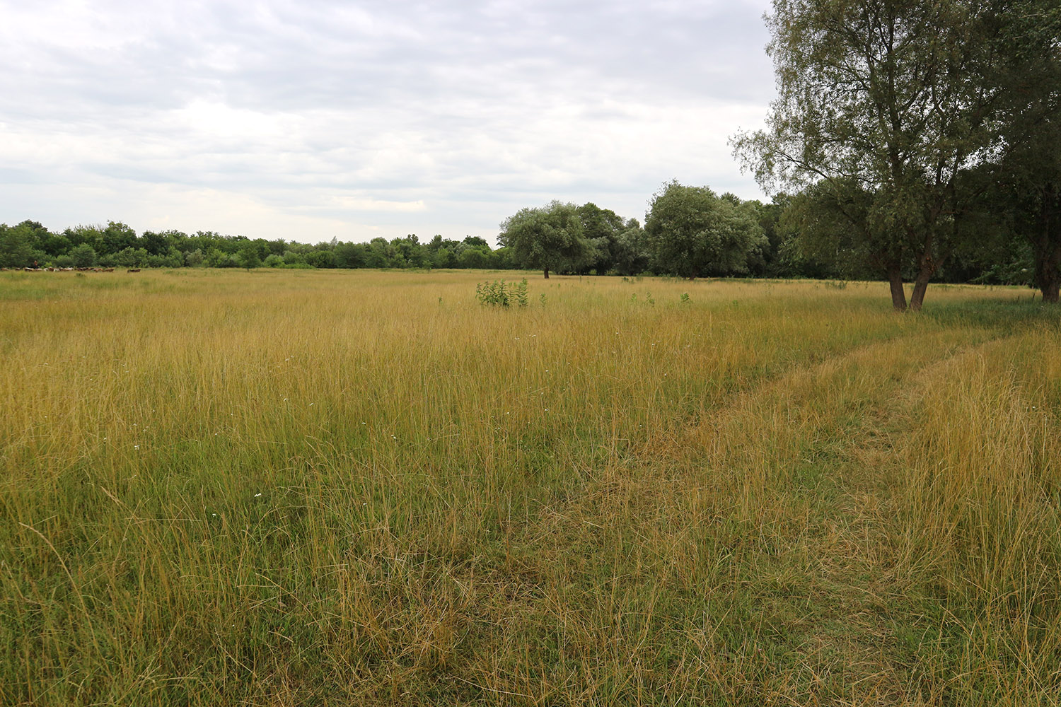 Луг в излучине реки Фарс, image of landscape/habitat.