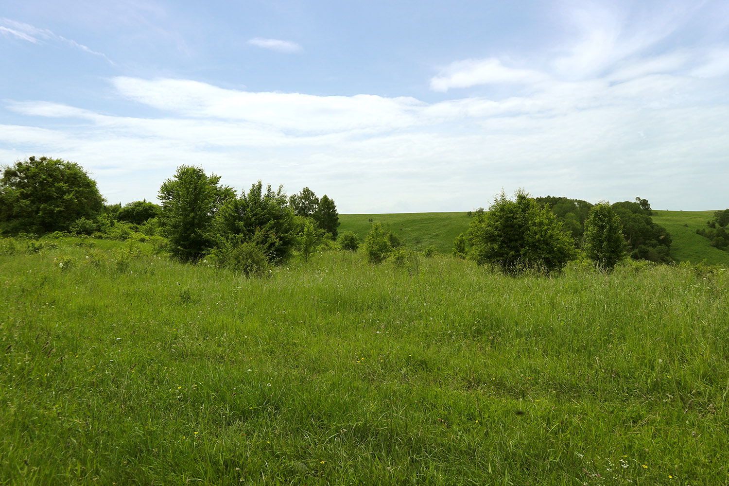 Окр. станицы Исправная, image of landscape/habitat.