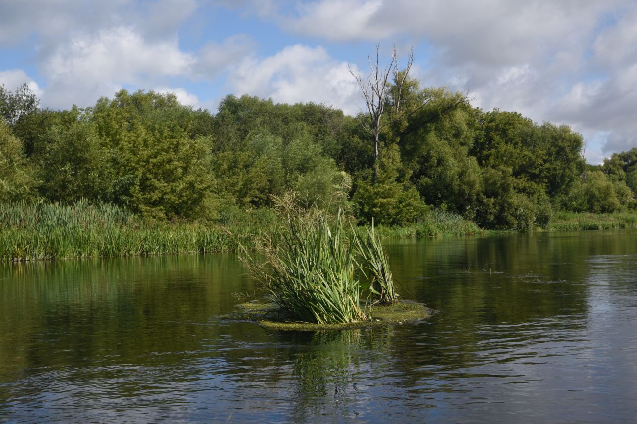 Камень Кудеяра, image of landscape/habitat.