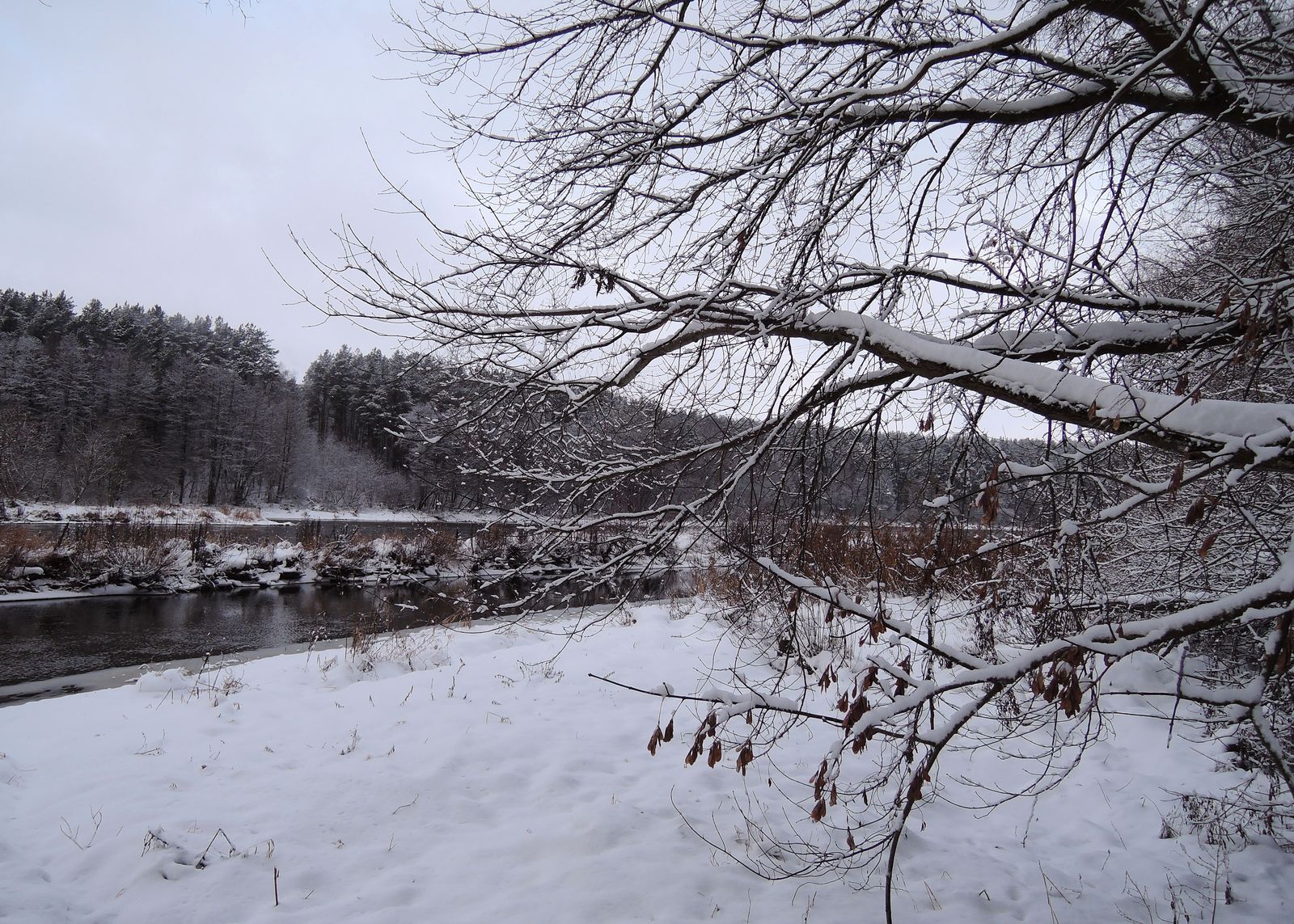 Лесопарк Пышки, image of landscape/habitat.