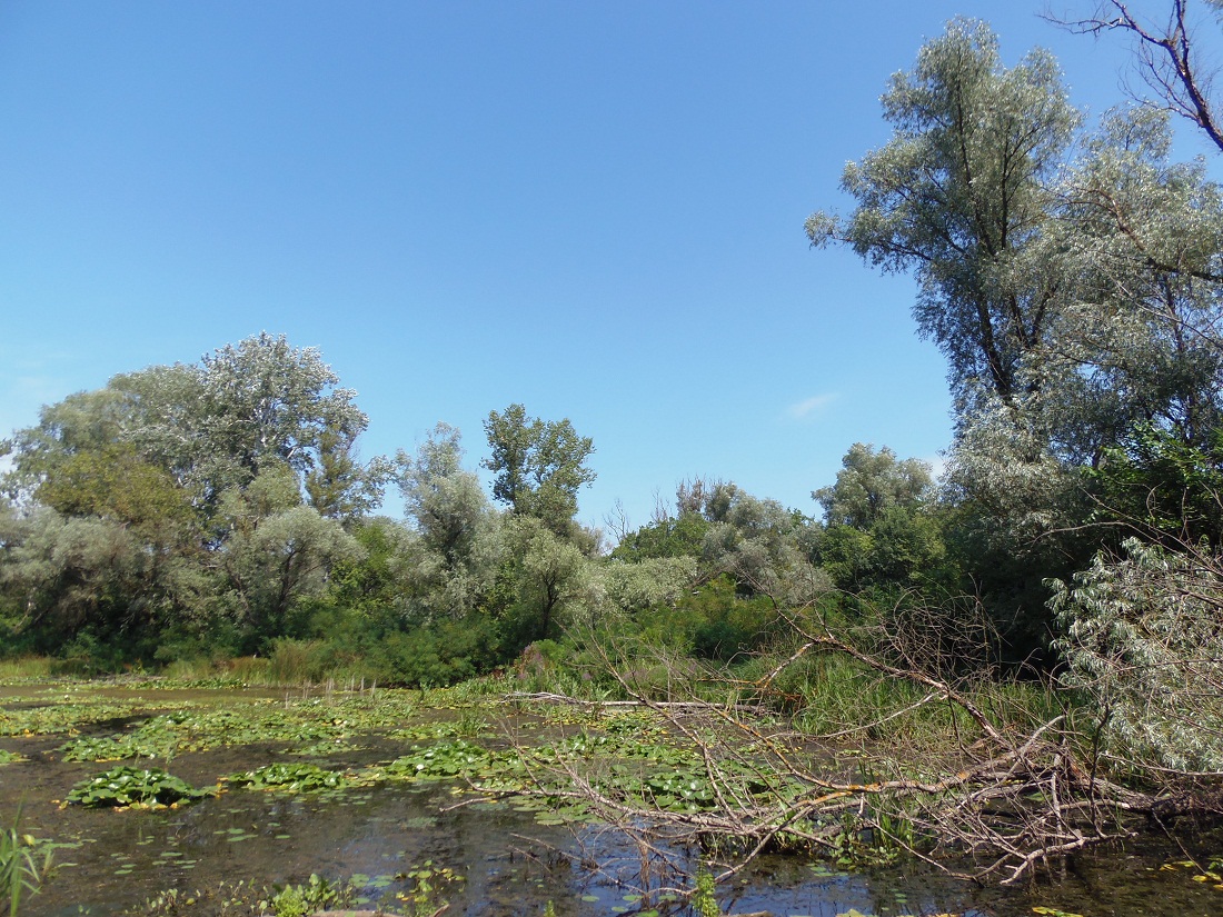 Хортицкие плавни, image of landscape/habitat.