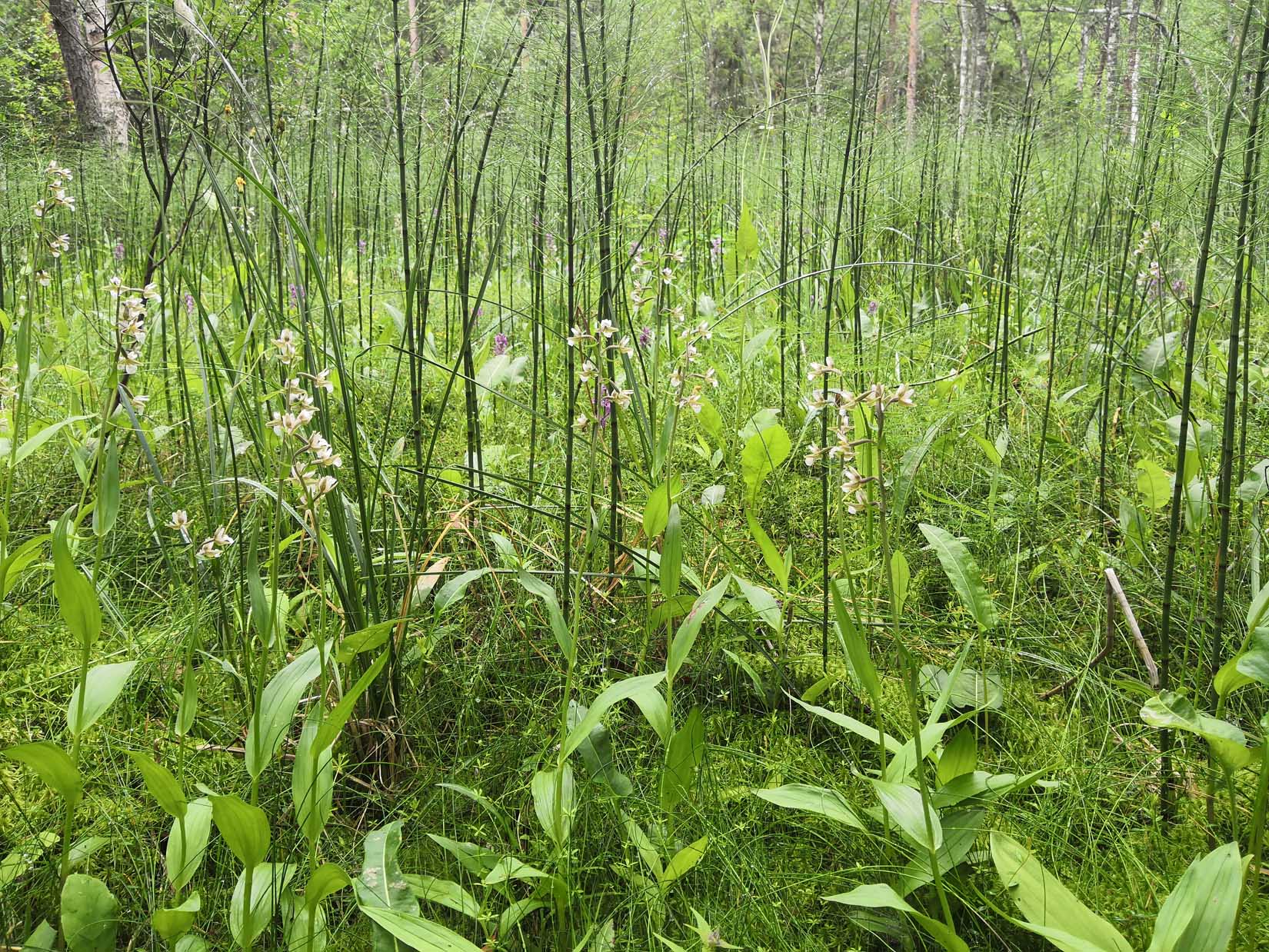 Уткинское болото, image of landscape/habitat.