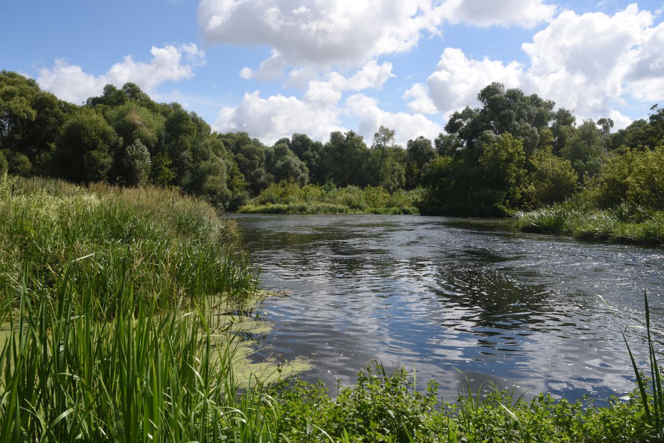 Устье ручья Рожня, image of landscape/habitat.