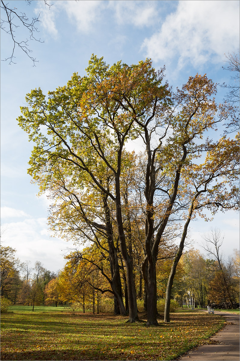 Парк "Александрия", image of landscape/habitat.