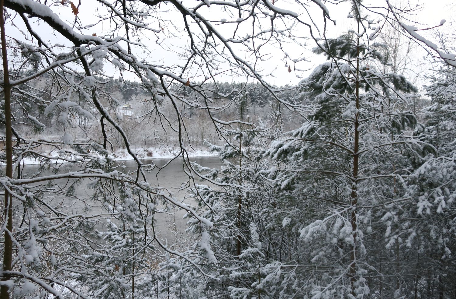 Лесопарк Пышки, image of landscape/habitat.