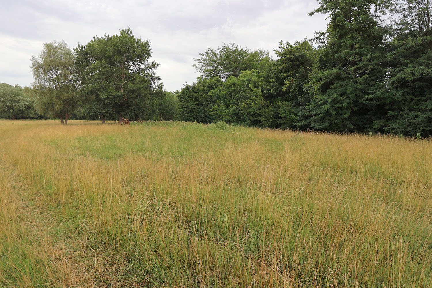 Луг в излучине реки Фарс, image of landscape/habitat.