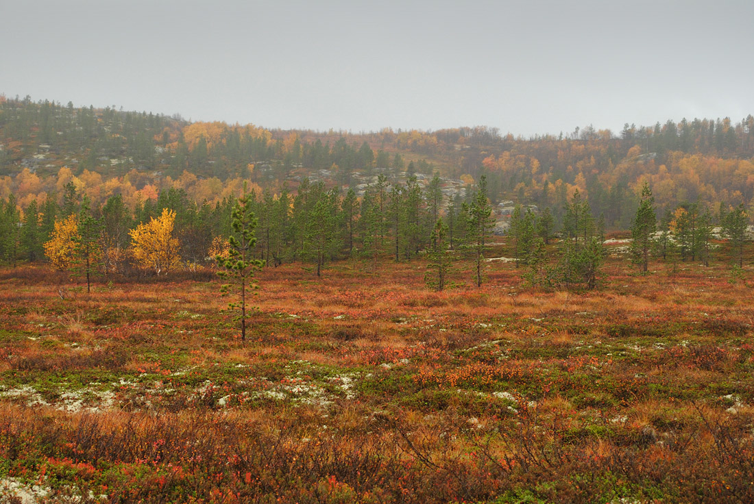 Губа Грязная, image of landscape/habitat.