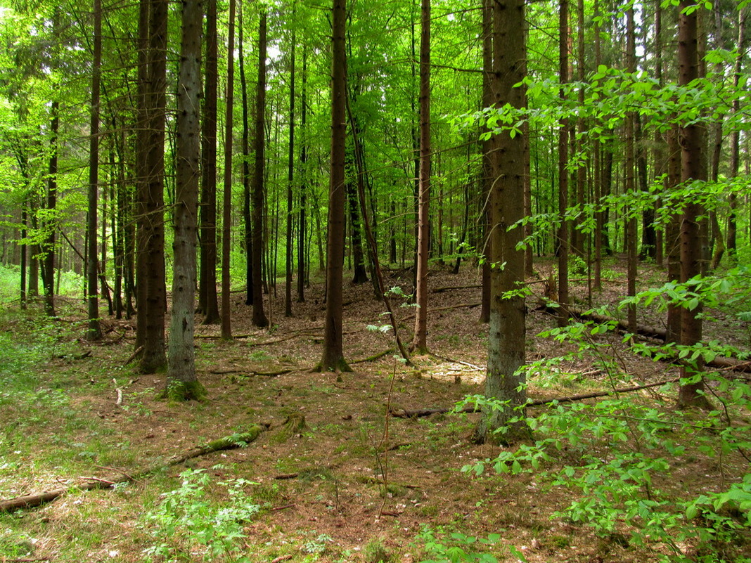 Рутка-1, image of landscape/habitat.