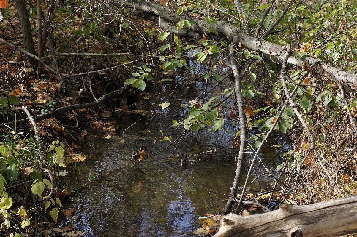 Балка Бирючья, image of landscape/habitat.