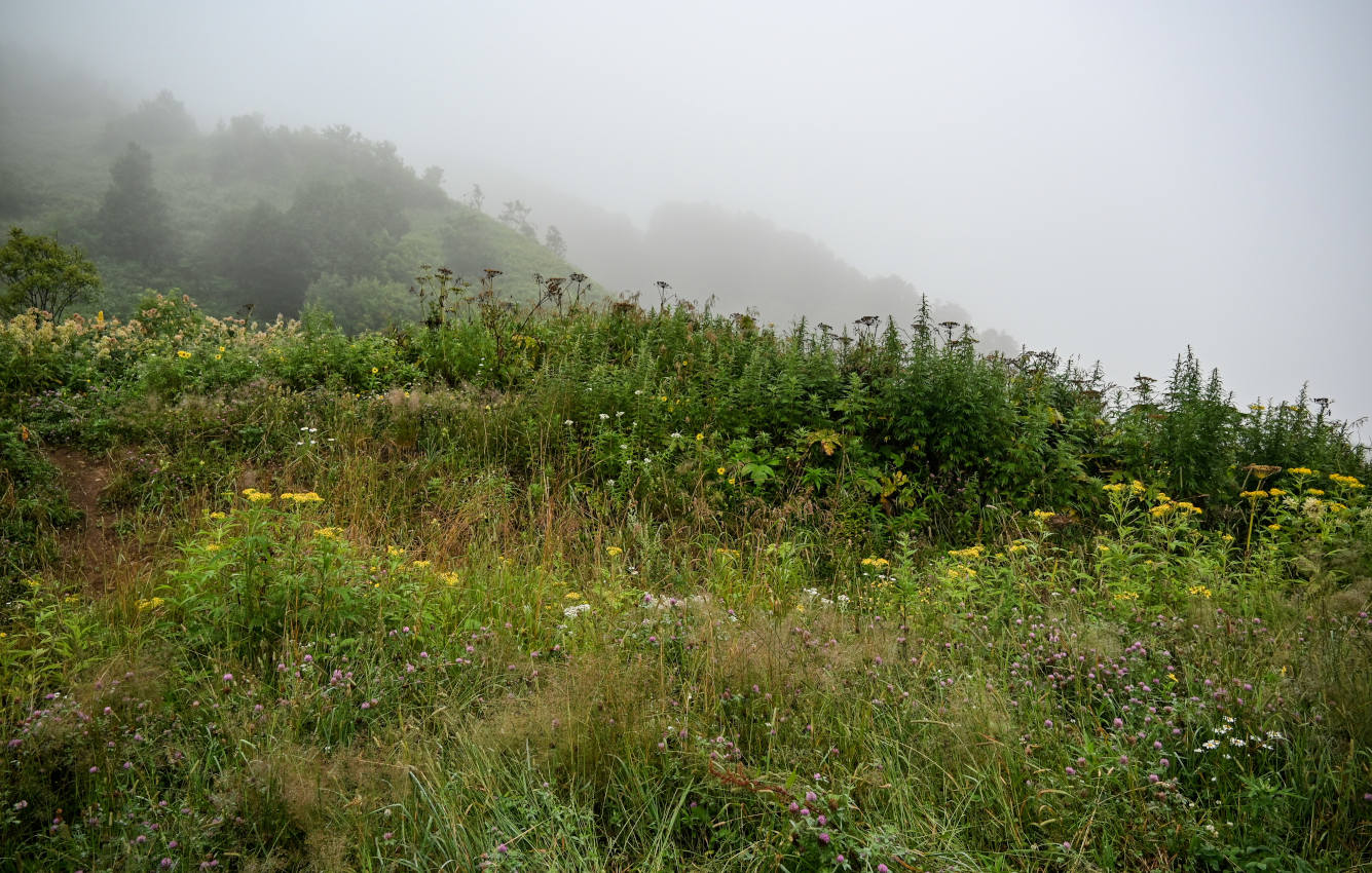 Взморье, image of landscape/habitat.