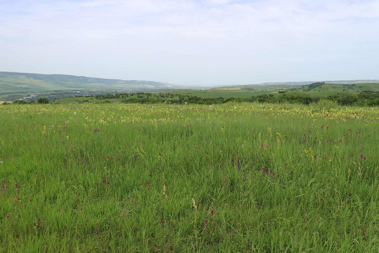 Окр. станицы Исправная, image of landscape/habitat.