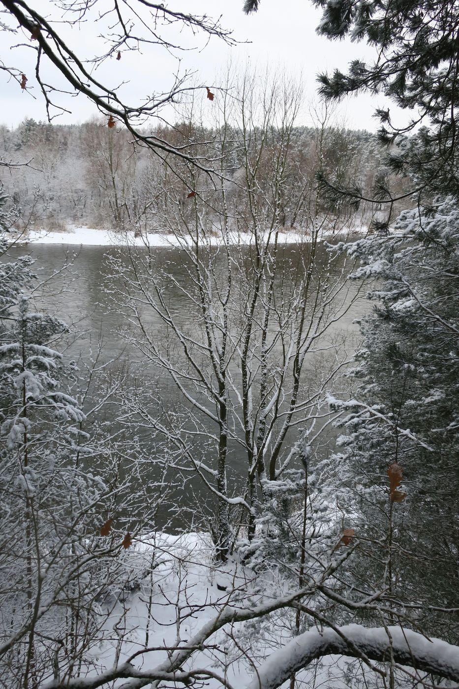 Лесопарк Пышки, image of landscape/habitat.