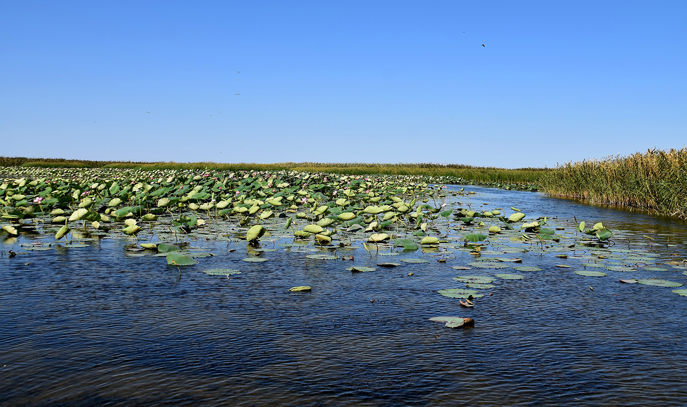 Дельта (нижняя зона), image of landscape/habitat.