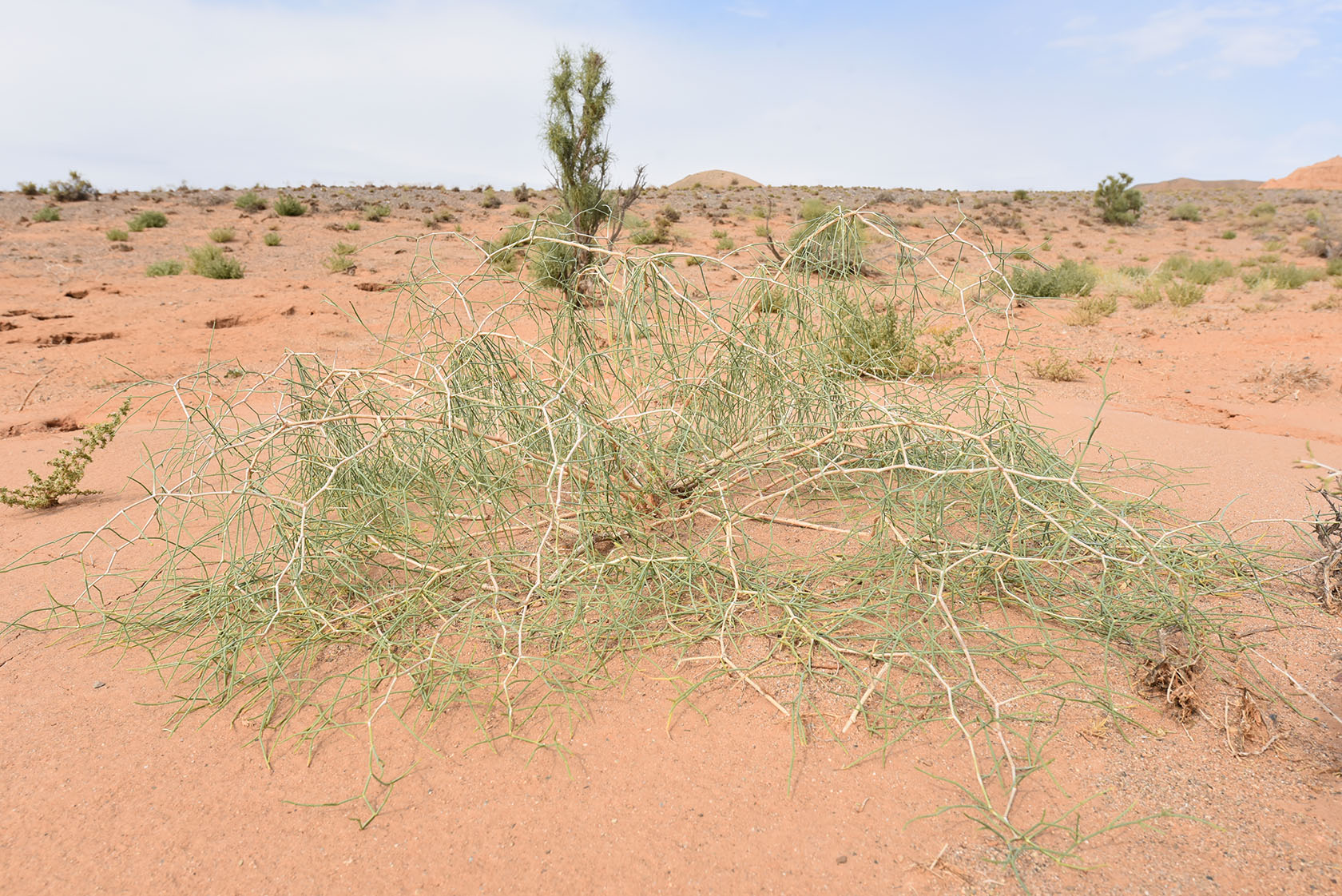 Горы Улькен-Богуты, image of landscape/habitat.