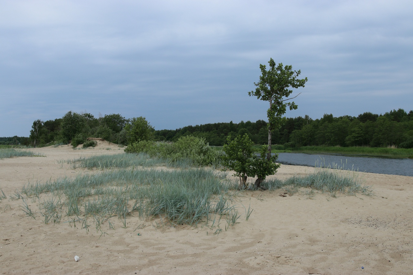 Сосновый Бор, image of landscape/habitat.