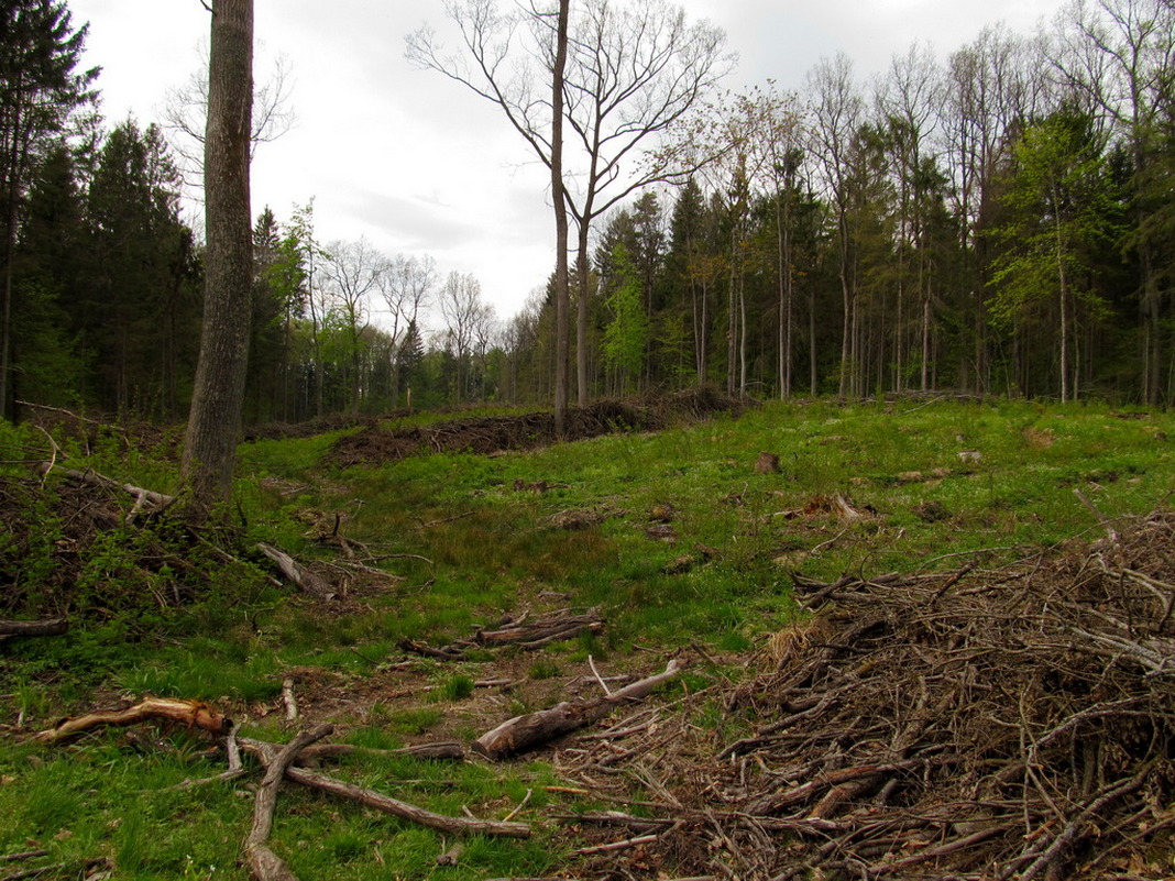 Рутка-1, image of landscape/habitat.