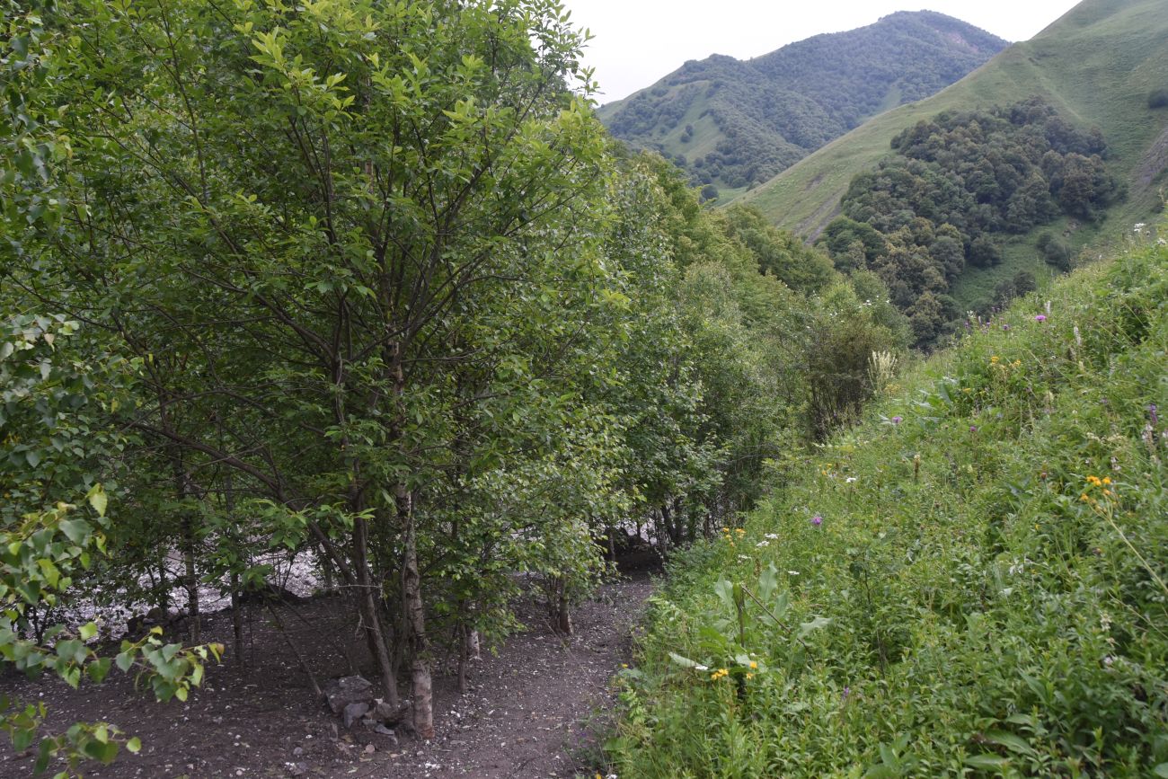 Левый приток реки Цесиахк, image of landscape/habitat.