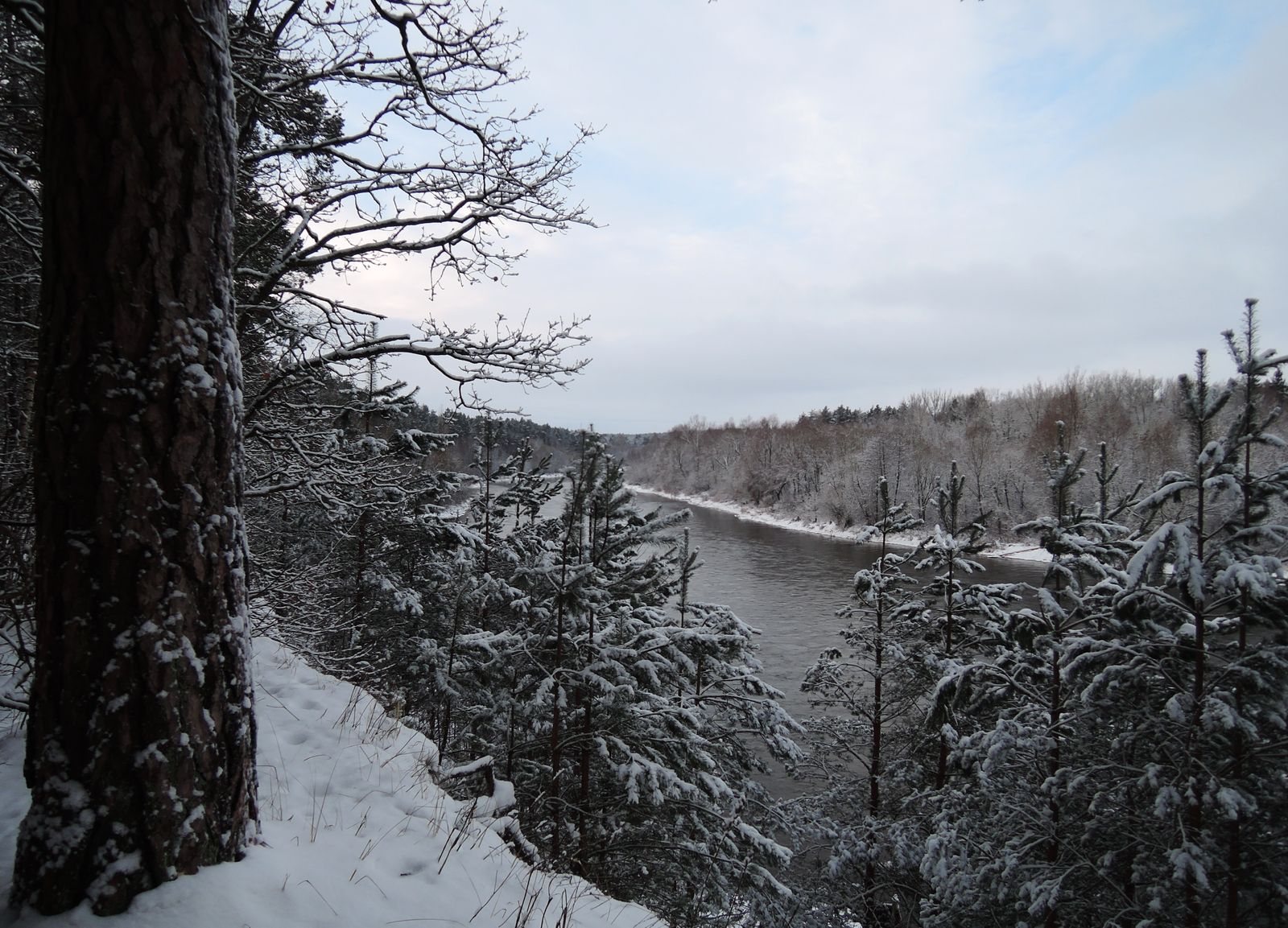 Лесопарк Пышки, image of landscape/habitat.