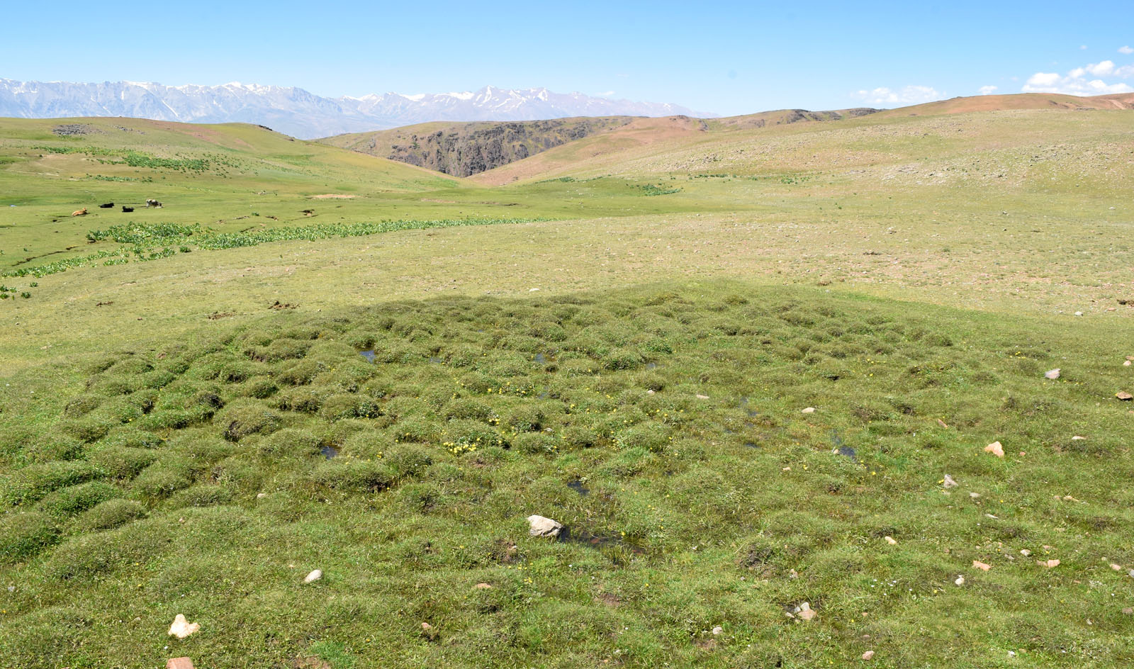 Юг Ангренского плато, image of landscape/habitat.