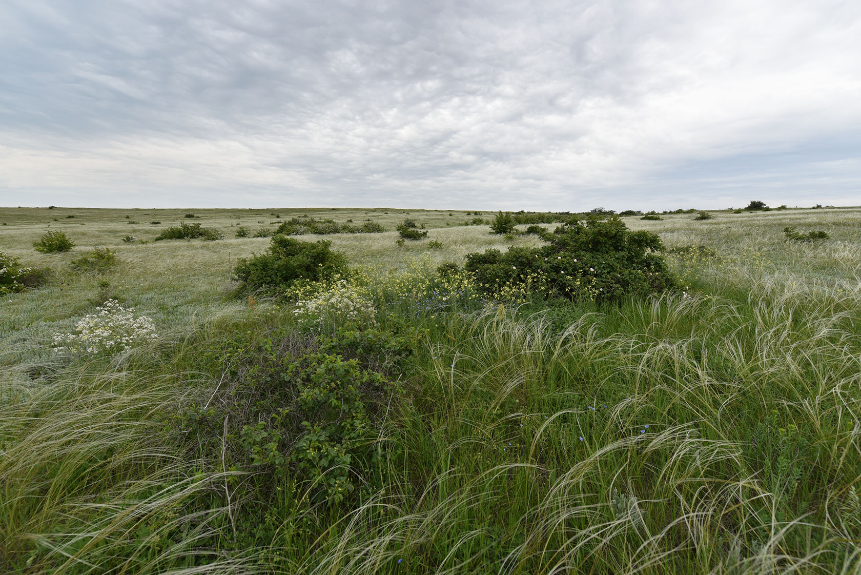 Караларская степь, image of landscape/habitat.