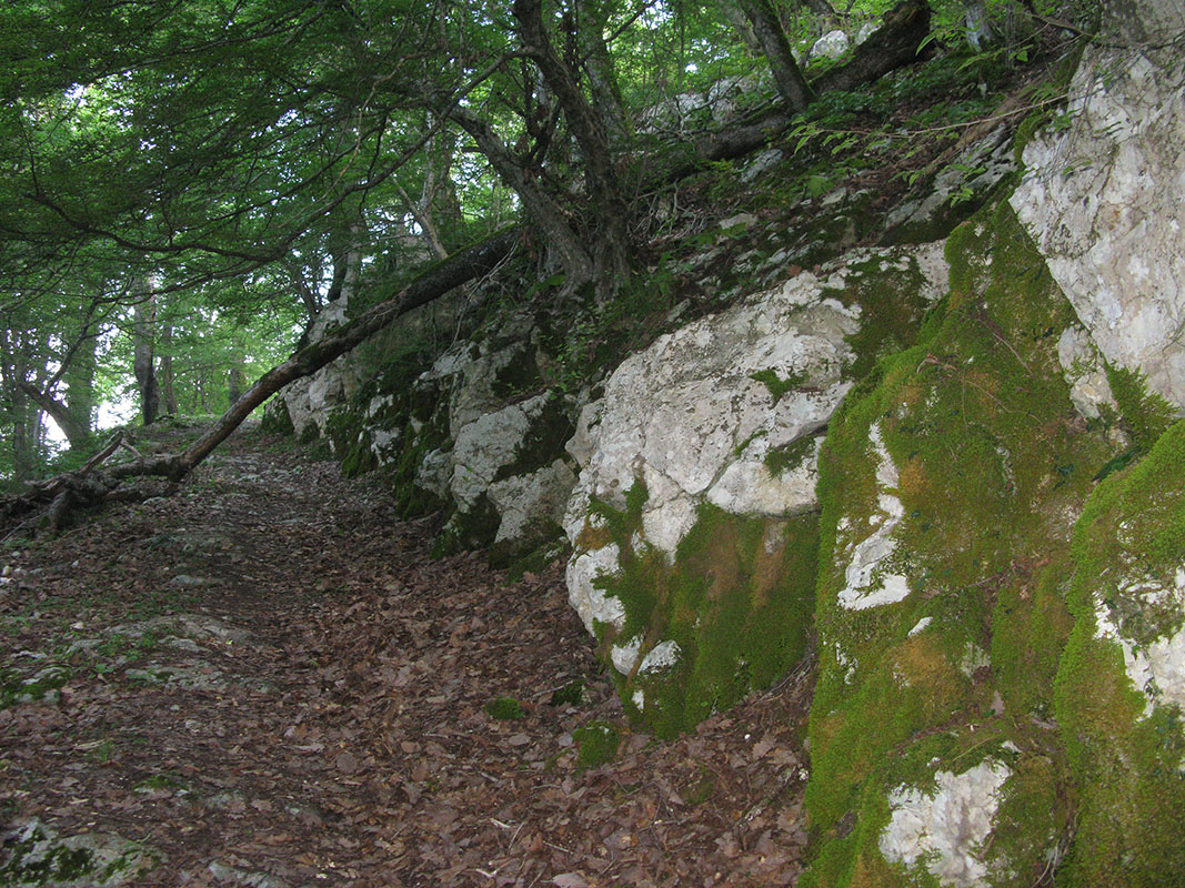 Афонская гора, image of landscape/habitat.