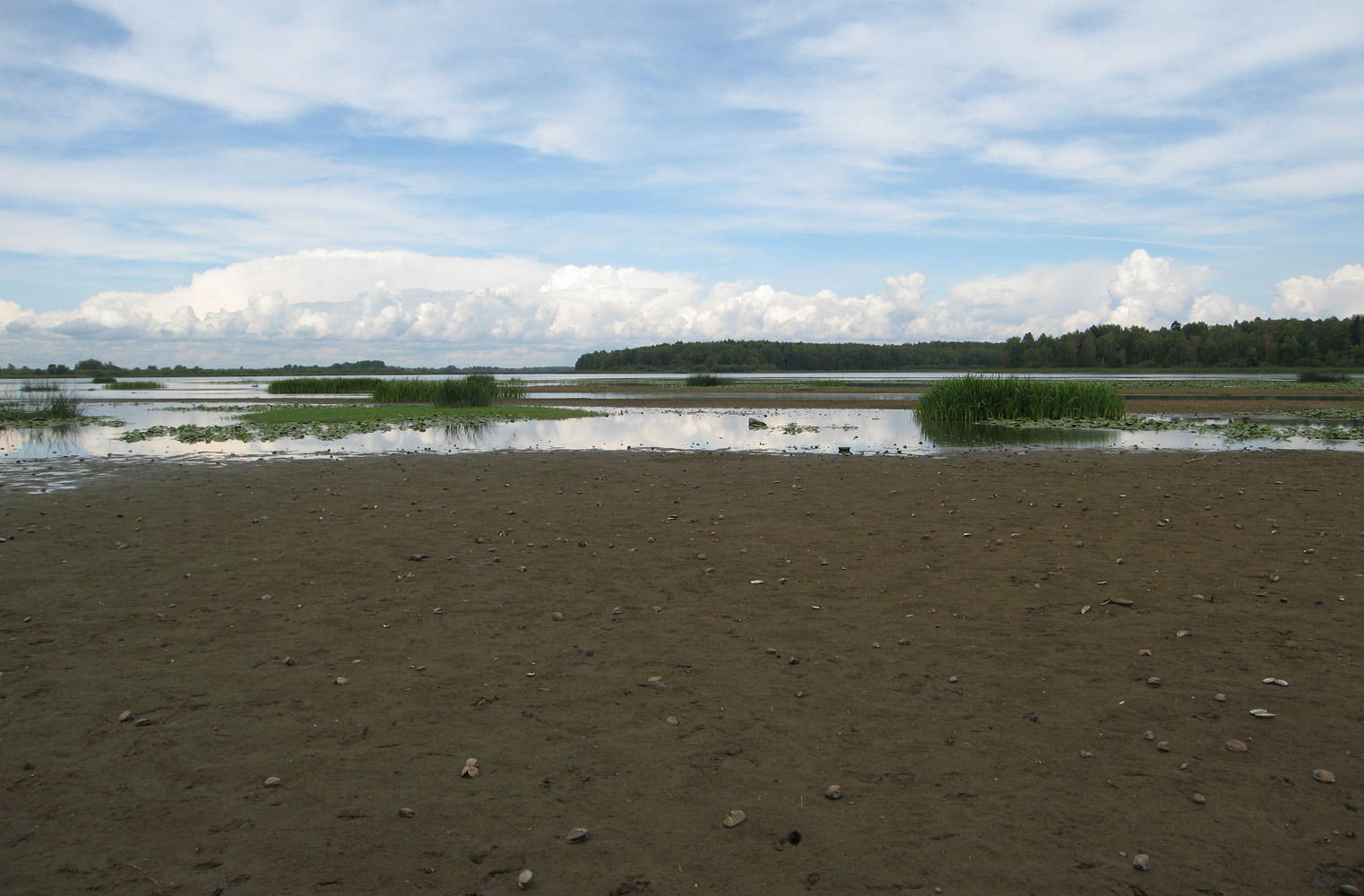 Костромское водохранилище, image of landscape/habitat.