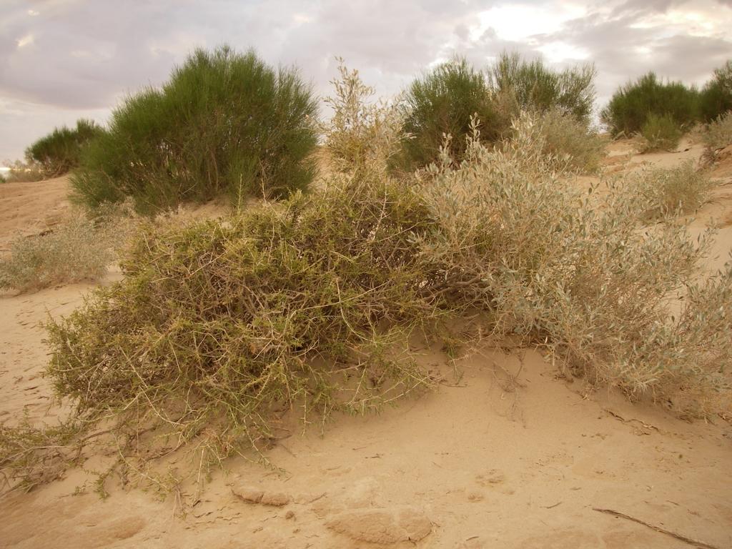 Такыры вдоль М 32, image of landscape/habitat.