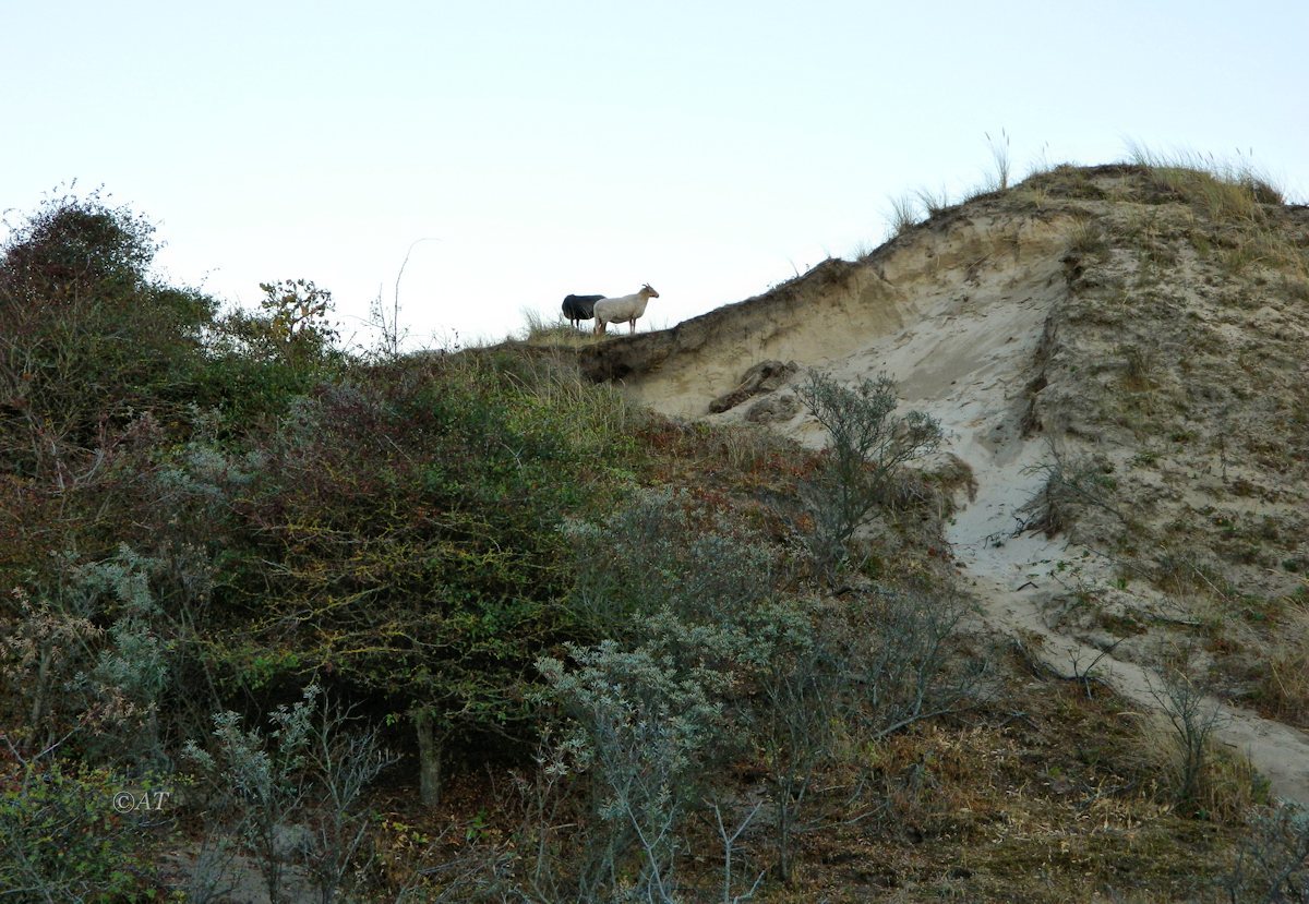 Схевенинген, image of landscape/habitat.