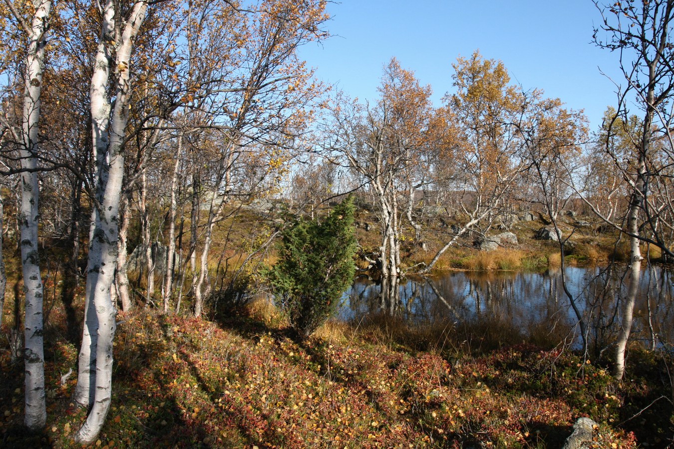 Окрестности озера Лапоть, image of landscape/habitat.